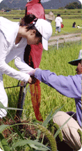한 여성이 논에서 여물어가는 벼의 상태를 농부와 함께 확인하고 있다.